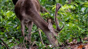 Rusa timor (Rusa timorensis) liar mencari makan di kawasan Taman Nasional Ujung Kulon (TNUK), Pandeglang, Banten, Rabu (25/5/2022). [ANTARA FOTO/Muhammad Adimaja/tom]