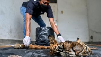 Petugas Balai Konservasi Sumber Daya Alam (BKSDA) memeriksa kulit harimau sumatera jantan yang disita dari pedagang ilegal di Banda Aceh, Jumat (27/5/2022). [CHAIDEER MAHYUDDIN/AFP]