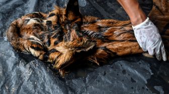 BKSDA Aceh Berhasil Amankan Kulit Harimau Sumatera yang akan Dijual