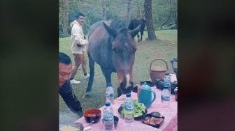 Gagal Estetis, Seekor Kuda Ikutan 'Piknik' saat Pria Ini Bikin Konten