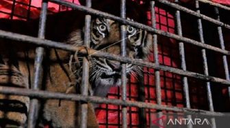 Pakai Helikopter, Harimau Sumatera Jantan Usia 10 Tahun Dilepasliar ke Taman Nasional Kerinci Seblat Jambi