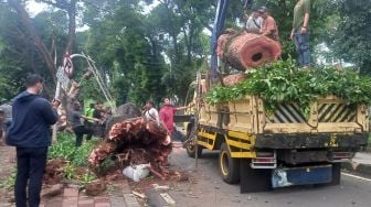 Akibat Angin dan Hujan, Pohon Tanjung di Jalan Latuharhari Tumbang