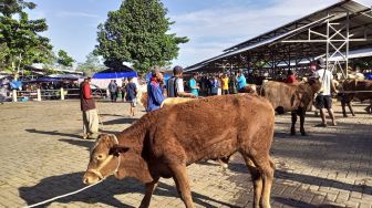 Jeritan Pedagang Ternak di Gunungkidul Usai Dua Pasar Hewan Terbesar Ditutup karena Penyakit Mulut dan Kuku