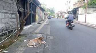 Kasus Rabies Merebak di Banyak Daerah, Bali Minta 78 Ribu Vaksin ke Pusat