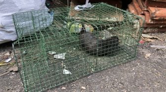 Belasan Warga Cilandak Sakit Diduga Terpapar Virus dari Tikus, Begini Gejalanya