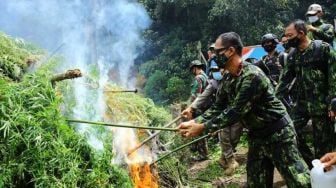 BNN Bakar 5 Hektare Ladang Ganja Siap Panen di Aceh