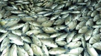 Apa Itu Fenomena Upwelling yang Sebabkan Puluhan Ton Ikan Mati di Waduk Darma Kuningan?