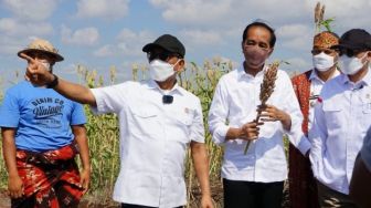 Presiden Jokowi Tanam Sorgum di Sumba Timur, Moeldoko: Tanaman Bandel Bisa Hidup Dimana Saja