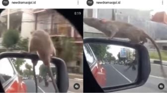 Pengemudi Ini Dibikin Kaget Saat Berkendara, Tiba-tiba Ada Tikus Numpang Nongkrong di Spion Mobilnya