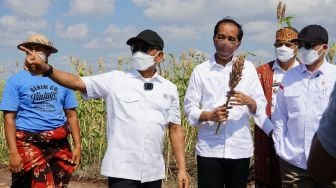 Bisa Jadi Alternatif saat Krisis Pangan, Moeldoko: Sorgum Tanaman Bandel, Bisa Ditanam di Daerah Kurang Air Sekalipun