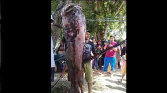 Viral Nelayan Buton Tangkap Monster Kerapu Pakai Panah, Begini Penampakannya