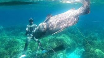 Unhas dan UMI Kolaborasi Ciptakan Aplikasi Kenal Ikan Kerapu dan Kakap