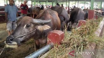 84 Hewan Ternak di Serang Positif PMK, Kasus Pertama Ditemukan di Baros