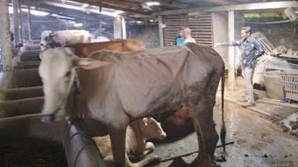 Peternak di Magetan Kian Panik Setelah Sapi-sapi Terserang PMK Mencapai Ratusan