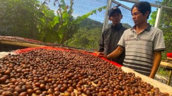 Kopi Loberika, Mutiara Hitam yang Berkembang di Pegunungan Majapahit Pelosok Bandung Barat