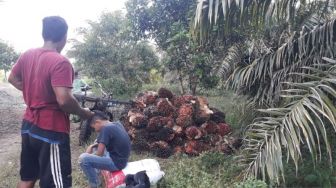 Harga TBS di Malaysia Lebih Mahal, Petani Sawit Akui Rugi Jual di Indonesia