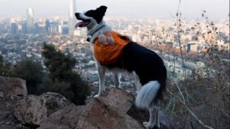 Keren Banget! Ada Anjing Pahlawan Super yang Bantu Kumpulkan Sampah di Chili