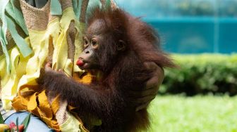 Ulang Tahun Pertama Noa, si Bayi Orang Utan