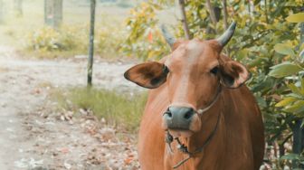 Hewan Ternak Sembuh dari PMK di Kalbar Diklaim Meningkat, Ini Buktinya