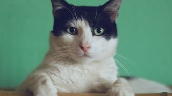 Gucci Resmi Rilis Aksesoris untuk Anjing dan Kucing, Harganya Mulai Rp3 Juta