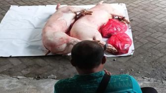 Harga Babi di Gianyar Rp85 ribu Per Kg di Pasar