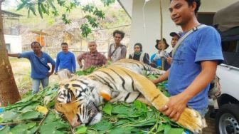 Hindari Inbreeding, Harimau Surya Manggala dan Citra Kartini Dilepasliarkan di Taman Nasional Kerinci Seblat