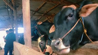 Harga Sapi di Daerah Turun Hingga Rp5 Juta per Ekor Akibat Wabah PMK