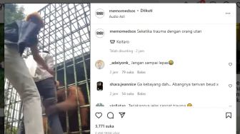 Niat Hati Ingin Menyapa, Pria Ini Diserang Orangutan Sampai Teriak Minta Tolong: Mamaaaa