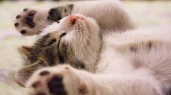 Perhatikan 5 Hal Ini Bila Kamu Ingin Memelihara Kucing!