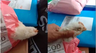 Tega Banget! Seorang Customer Kirim Paket Ayam Tanpa Kandang, Kondisi Hewannya Memprihatinkan Bikin Miris