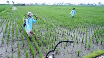 Jadi Lumbung Pangan, Boyolali Perketat Alih Fungsi Lahan Pertanian