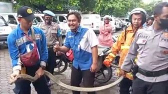 Paket Berisi Ular King Cobra Bikin Heboh Karyawan Ekspedisi