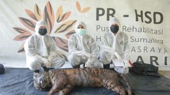 Seekor Harimau Sumatera Mati Saat Jalani Rehabilitasi di Dharmasraya, Bangkainya Dibedah