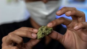 Pertama di Asia, Thailand Legalkan Tanam dan Konsumsi Ganja