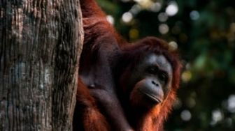 Orang Utan Ditemukan Mati di Gayo Lues dengan Luka di Tubuh