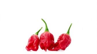 4 Fakta Cabai Carolina Reaper, Awas Bisa Menimbulkan Rasa Sakit Usai Mengonsumsinya