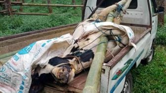 Jelang Idul Adha, 63 Hewan Ternak Sapi di Bali Terjangkit PMK, Terbanyak di Gianyar