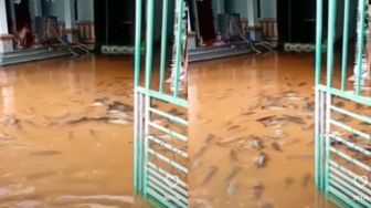 Epic! Saat Banjir, Ikan Tetangga Berenang ke Halaman Rumah