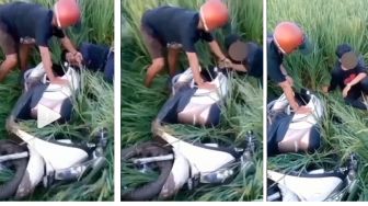 Viral Honda Scoopy Terperosok di Sawah, Warga Syok Temukan Pria Tertidur Pulas di Dekat Motor