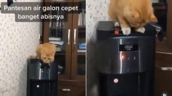 Suka Main Tombol Dispenser, Aksi Kucing Ini Bikin Pemiliknya Gregetan