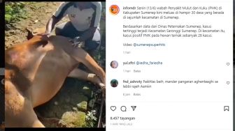 Viral Video Warga Madura Nangis Nyebut-nyebut Allah Saat Melihat Sapinya Mati Gegara Terjangkit PMK