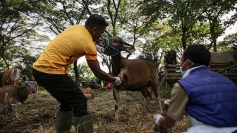 Petugas Dinas Ketahanan Pangan Kota Tangerang memeriksa kesehatan sapi di salah satu lokasi peternakan di Periuk, Kota Tangerang, Banten, Selasa (14/6/2022).  ANTARA FOTO/Fauzan