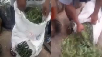 Parah! Oknum Pedagang Diduga Tega Tipu Pembeli, Jual Cabai Hijau Malah Diisi Rumput Satu Karung