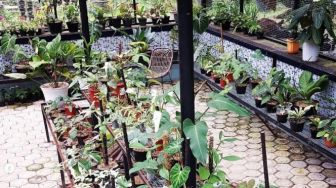 Jadi Tempat Edukasi, Ini Macam Tanaman Hias di Bree Nursery