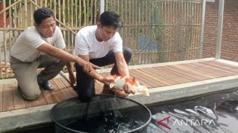 Menggiurkan! Pembudidaya Ikan Hias Koi Cirebon Bisa Cuan Rp 300 Juta per Bulan