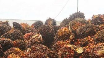 Harga Sawit Anjlok, Petani di Aceh Utara Menjerit