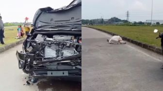 Heboh Peristiwa Mobil Tabrak Sapi, Bagian Bumper Depan Ringsek, Sapi Mati di Tempat