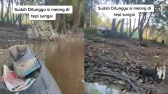 Bikin Gemas, Pulang Mancing Nelayan Ini ditunggu Kucing di Tepi Sungai