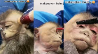 Tega! Seorang TikToker Pakaikan Dandanan Make Up Kepada Bayi Monyet, Warganet Geram: Jahat Banget