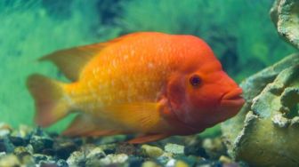 Kenapa Ikan Red Devil Dilarang di Indonesia? Ini Penjelasan tentang Ikan Mematikan!